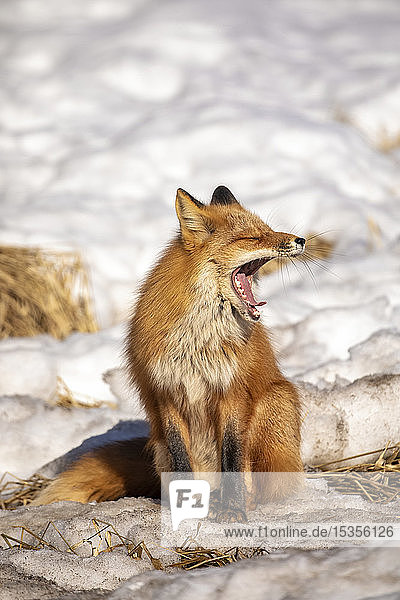 Rotfuchs (Vulpes Vulpes) gähnt  während er im Schnee sitzt. Fuchsfamilie wurde oft hier in der Nähe von Campbell Creek und Reisen auf der Stadt Fahrradweg gesehen; Anchorage  Alaska  Vereinigte Staaten von Amerika
