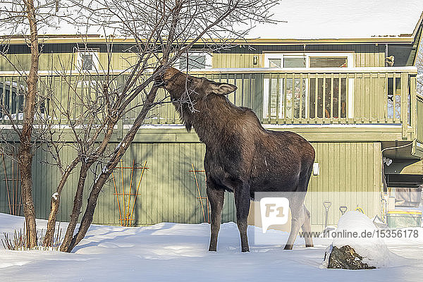 Eine Elchkuh (Alces alces) ernährt sich im Winter von Zweigen und Rinde mit Wohnungen im Hintergrund  Süd-Zentral-Alaska; Anchorage  Alaska  Vereinigte Staaten von Amerika