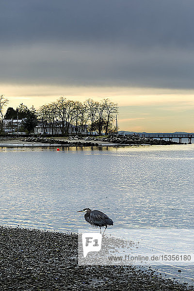 Blackie Spit  ein Vogelbeobachtungsplatz an der Küste bei Crescent Beach; Surrey  British Columbia  Kanada