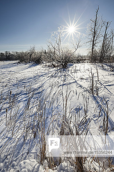Die Sonne leuchtet hell am blauen Himmel über einem schneebedeckten Feld in der Nähe von Winnipeg; Manitoba  Kanada