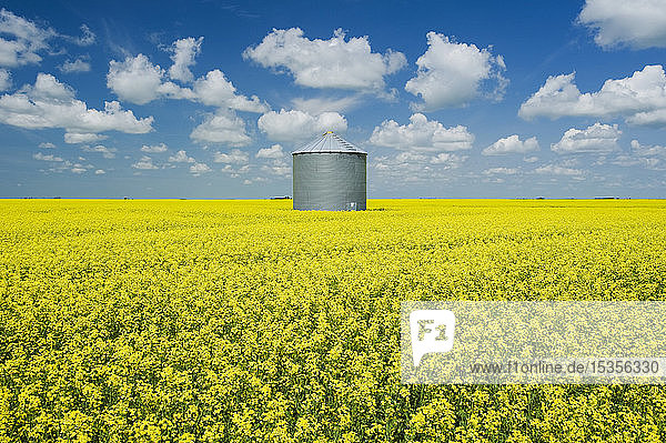 Ein Rapsfeld im Blühstadium mit einem alten Getreidespeicher (Silo) im Hintergrund  in der Nähe von Grenfell; Saskatchewan  Kanada