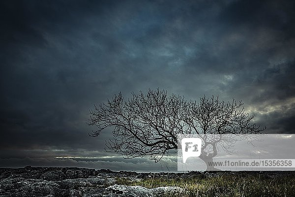 Kahler Baum auf felsigem Grund mit dramatischem Wolkenhimmel  Settle  Yorkshire Dales National Park  Midlands  Vereinigtes Königreich  Europa