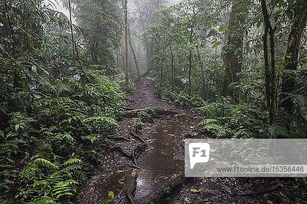 Encantado Trail  hiking trail through dense vegetation in cloud forest  Reserva Bosque Nuboso Santa Elena  Guanacaste province  Costa Rica  Central America