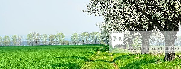 Grüne Felder im Frühling  blühende Kirschbäume (Prunus) am Feldrand  Unstrut-Hainich-Kreis  Thüringen  Deutschland  Europa