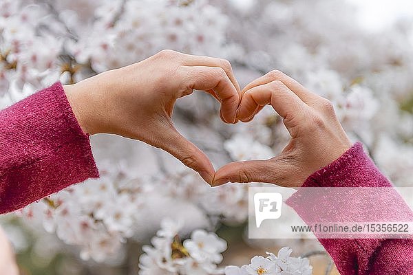 Hand formt ein Herz  blühende Kirschblüten  Kirschblüte im Frühling  Tokio  Japan  Asien