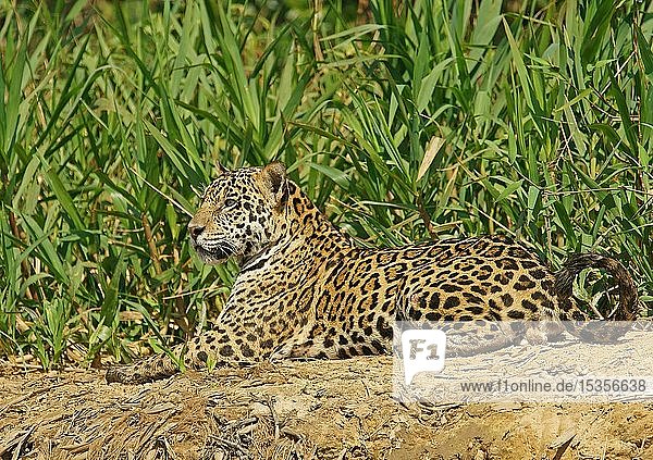 Jaguar (Panthera onca)  männlich  am Flussufer liegend  Pantanal  Mato Grosso  Brasilien  Südamerika