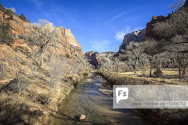 Fluss Virgin River fließt durch den Zion Canyon  Winter  Zion National Park  Utah  USA  Nordamerika