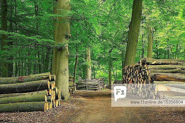 Buchenwald mit gestapelten Baumstämmen auf einem Waldweg  Mecklenburg-Vorpommern  Deutschland  Europa