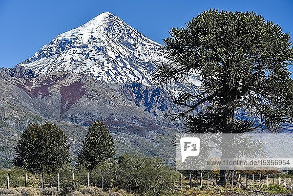 Schneebedeckter Vulkan Lanin und Affenpuzzle-Bäume (Araucaria araucana)  zwischen San Martin de los Andes und Pucon  Nationalpark Lanin  Patagonien  Argentinien  Südamerika