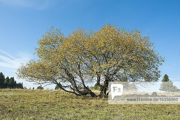 Ziegenweide (Salix caprea)  herbstlich verfärbt  Biosphärenreservat Rhön  Bayern  Deutschland  Europa