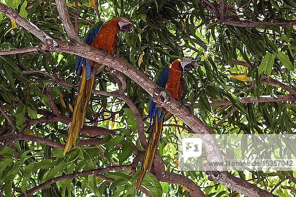 Zwei Scharlacharas (Ara macao)  Tierpaar sitzt auf einem Ast in einem Baum  Provinz Guanacaste  Costa Rica  Mittelamerika