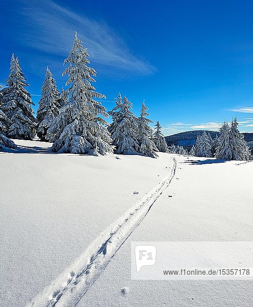 Skispur durch tief verschneite Winterlandschaft auf dem Fichtelberg  schneebedeckte Fichten  bei Oberwiesenthal  Erzgebirge  Sachsen  Deutschland  Europa
