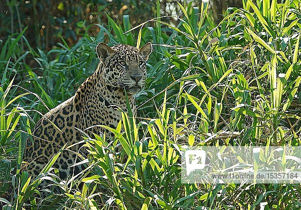 Jaguar (Panthera onca) schaut vom Flussufer aus  Pantanal  Mato Grosso  Brasilien  Südamerika