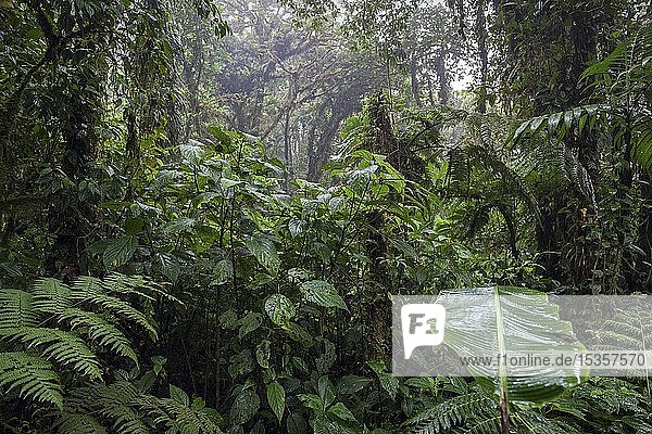 Dense vegetation in cloud forest  Reserva Bosque Nuboso Santa Elena  Guanacaste Province  Costa Rica  Central America