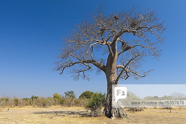 Afrikanischer Affenbrotbaum (Adansonia digitata)  Buschland  Südlicher Luangwa-Nationalpark  Sambia  Afrika