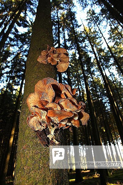Armillaria solidipes (Armillaria ostoyae) wächst auf kranken Fichten (Picea abies)  Allgäu  Bayern  Deutschland  Europa