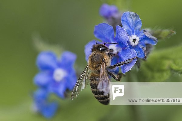 Honigbiene (Apis mellifera) sammelt Nektar auf Blüte  Borretsch (Borago officinalis)  Emsland  Niedersachsen  Deutschland  Europa