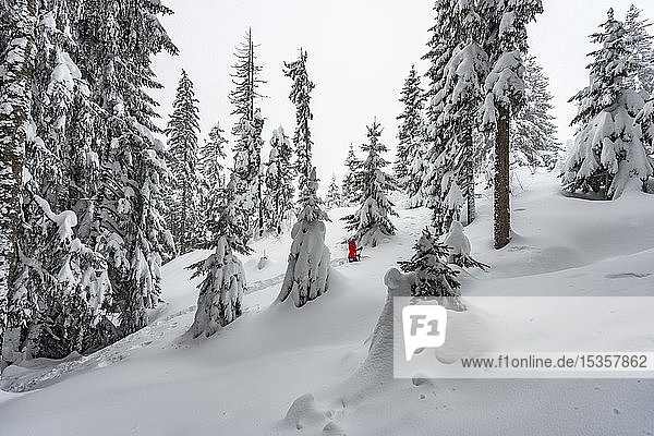 Junge Frau steht im Tiefschnee  Winterwanderung  Tiefschnee im Wald  Brixen im Thale  Tirol  Österreich  Europa