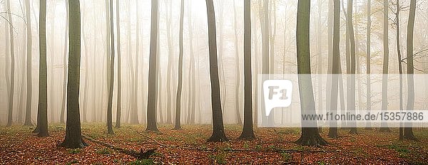 Panorama  Buchenwald (Fagus) im Herbst  dichter Nebel  Harz  Sachsen-Anhalt  Deutschland  Europa