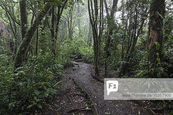Encantado Trail  hiking trail through dense vegetation in cloud forest  Reserva Bosque Nuboso Santa Elena  Guanacaste Province  Costa Rica  Central America