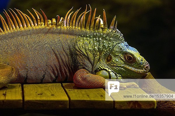 Grüner Leguan (Iguana iguana)  in Gefangenschaft  Pattaya  Thailand  Asien