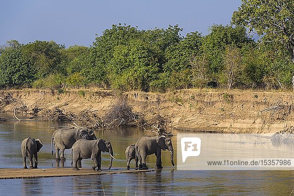 Afrikanische Elefanten (Loxodonta africana)  Herde am Wasser  Luangwa-Fluss  Südlicher Luangwa-Nationalpark  Sambia  Afrika