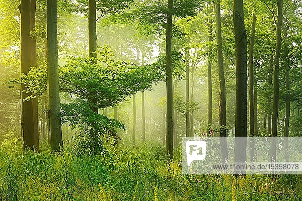 Sonne scheint durch lichten Fichtenwald  Boden bewachsen mit Moos und Farn  Höhenzug Deister  Niedersächsisches Bergland  Niedersachsen  Deutschland  Europa