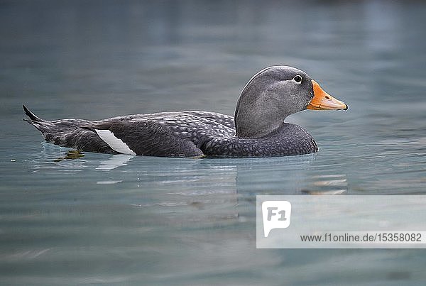 Fuegian steamer duck (Tachyeres pteneres)  floats in water  captive  Germany  Europe