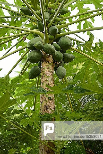 Papayabaum (Carica papaya) mit Früchten  Pattaya  Thailand  Asien