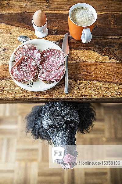 Pudel unter dem Tisch bettelt um Futter  Frühstück  Salamibrot  Ei und Kaffee  Deutschland  Europa