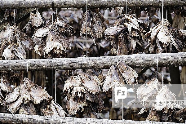 Kabeljau Stockfisch Fischköpfe hängen zum Trocknen auf Holzgestellen Svolvaer Austvågøy Lofoten Norwegen Europa