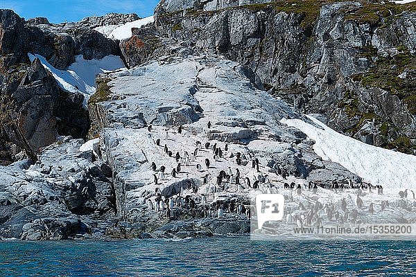 Eselspinguine (Pygoscelis papua)  Kolonie auf Felsen  Antarktis