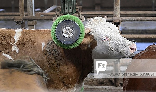 Kuh bei der Massage  Bio-Bauernhof  Oberbayern  Bayern  Deutschland  Europa