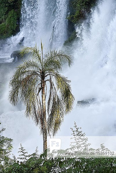Herabstürzende Wassermassen mit Palme Iguazu Fälle Puerto Iguazu Grenze zu Brasilien Argentinien Südamerika