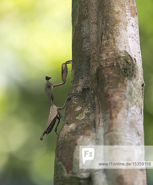 Stabheuschrecke (Phasmatodea) auf Baumstamm  Sabah  Borneo  Malaysia  Asien