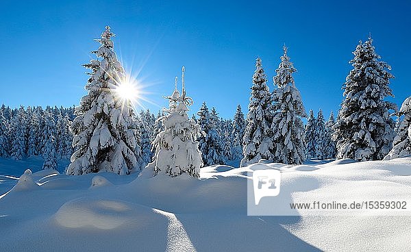 Verschneite unberührte Winterlandschaft  strahlender Sonnenschein  schneebedeckte Fichten  Nationalpark Harz  Sachsen-Anhalt  Deutschland  Europa