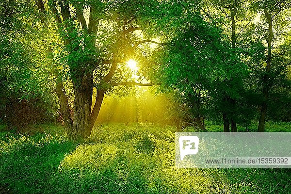 Morgenstimmung im Wald  Sonne scheint durch Bäume  Robinie (Robinia pseudoacacia) auf Lichtung  Naturpark Unteres Saaletal  Sachsen-Anhalt  Deutschland  Europa