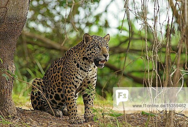 Jaguar (Panthera onca)  sitzend am Flussufer  Pantanal  Mato Grosso  Brasilien  Südamerika