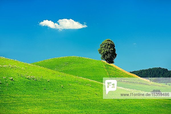 Hügel mit grüner Wiese und einsamer Linde (Tilia)  bei Rieden am Forggensee  Allgäu  Bayern  Deutschland  Europa