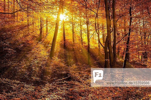 Morgendlicher Dunst im Herbstwald  goldenes Licht  Sonne scheint durch Herbstlaub  Harz  Sachsen-Anhalt  Deutschland  Europa