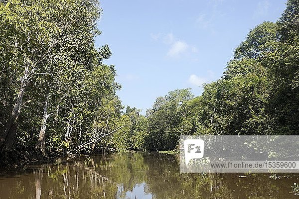 Billabong des Kinabatangan-Flusses im Dschungel  Sabah  Borneo  Malaysia  Asien