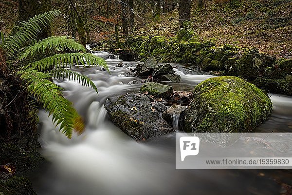 Bachlauf mit moosbewachsenen Steinen fließt durch einen Herbstwald  Ambleside  Lake District National Park  Mittelengland  Großbritannien