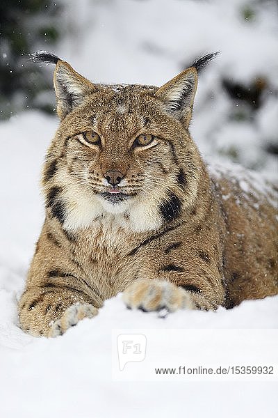Eurasischer Luchs (lynx lynx)  liegt im Schnee  Tierportrait  in Gefangenschaft  Schweiz  Europa