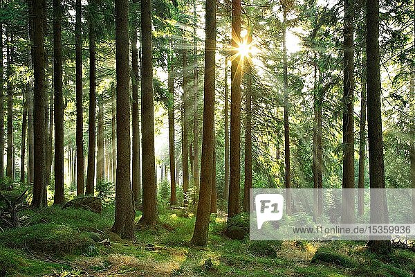 Sonne scheint durch naturnahen Fichtenwald mit Felsblöcken  Nationalpark Harz  Kernzone  Sachsen-Anhalt  Deutschland  Europa