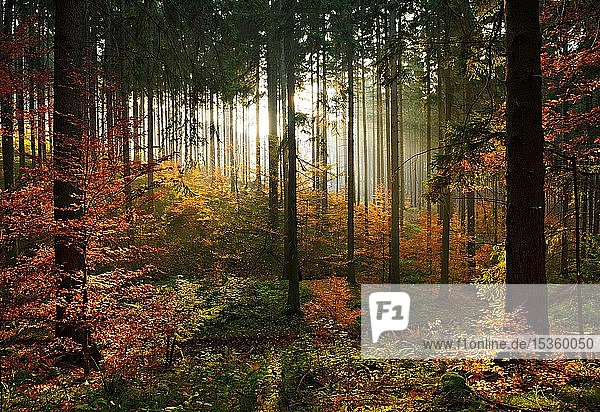 Sonniger Fichtenwald (Picea) mit beginnender Verjüngung durch Buchen (Fagus) im Herbst  östliches Harzvorland  bei Mansfeld  Sachsen-Anhalt  Deutschland  Europa