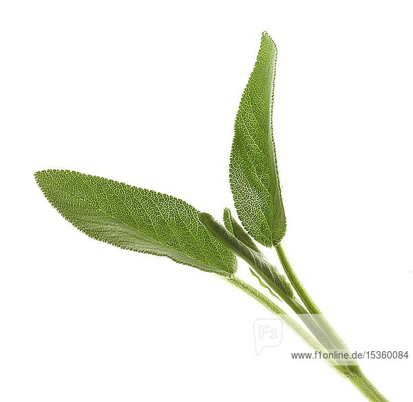Salbeiblätter (Salvia)  Ausschnitt  Deutschland  Europa