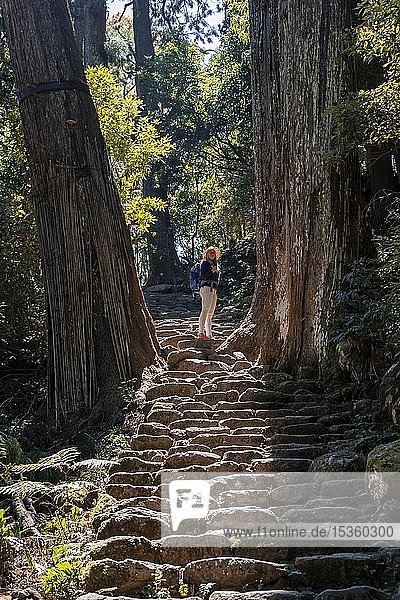 Wanderer steht zwischen großen alten Bäumen  steiniger Pfad im Wald zum Hirou-jinja Shinto-Schrein  Pilgerweg Kumano Kod?  Nachisan  Wakayama  Japan  Asien