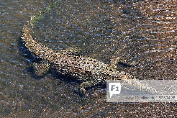 American crocodile (Crocodylus acutus) rests in water  Rio Tarcoles  Carara National Park  Puntarenas Province  Costa Rica  Central America