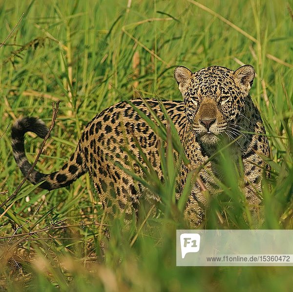 Jaguar (Panthera onca) am Flussufer  Pantanal  Mato Grosso  Brasilien  Südamerika