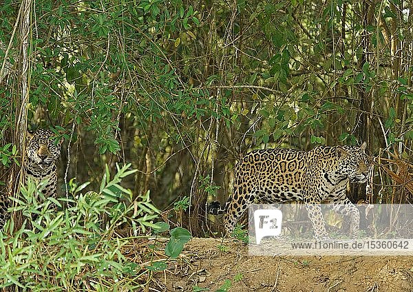 Two Jaguars (Panthera onca)  male on densely overgrown shore  Pantanal  Mato Grosso  Brazil  South America
